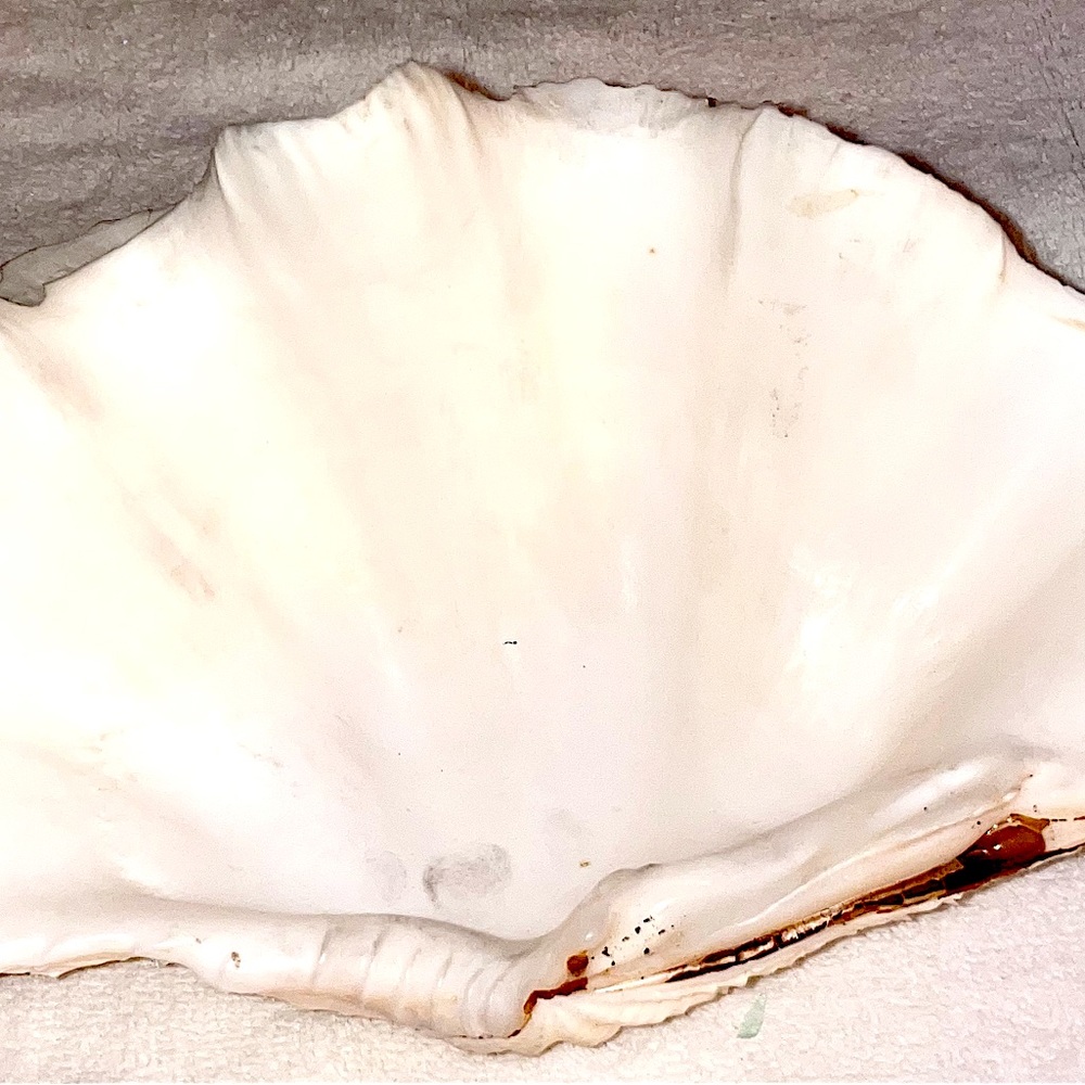 White Sea Shell Decor